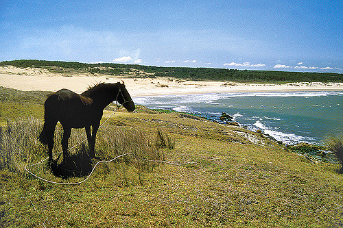 Caballo en el Cerro Verde, La Coronilla, Rocha