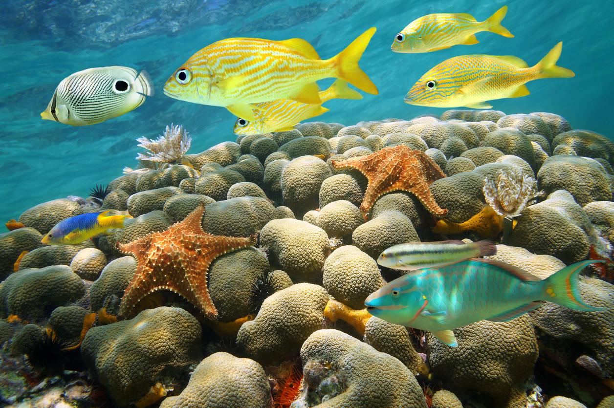 Aruba