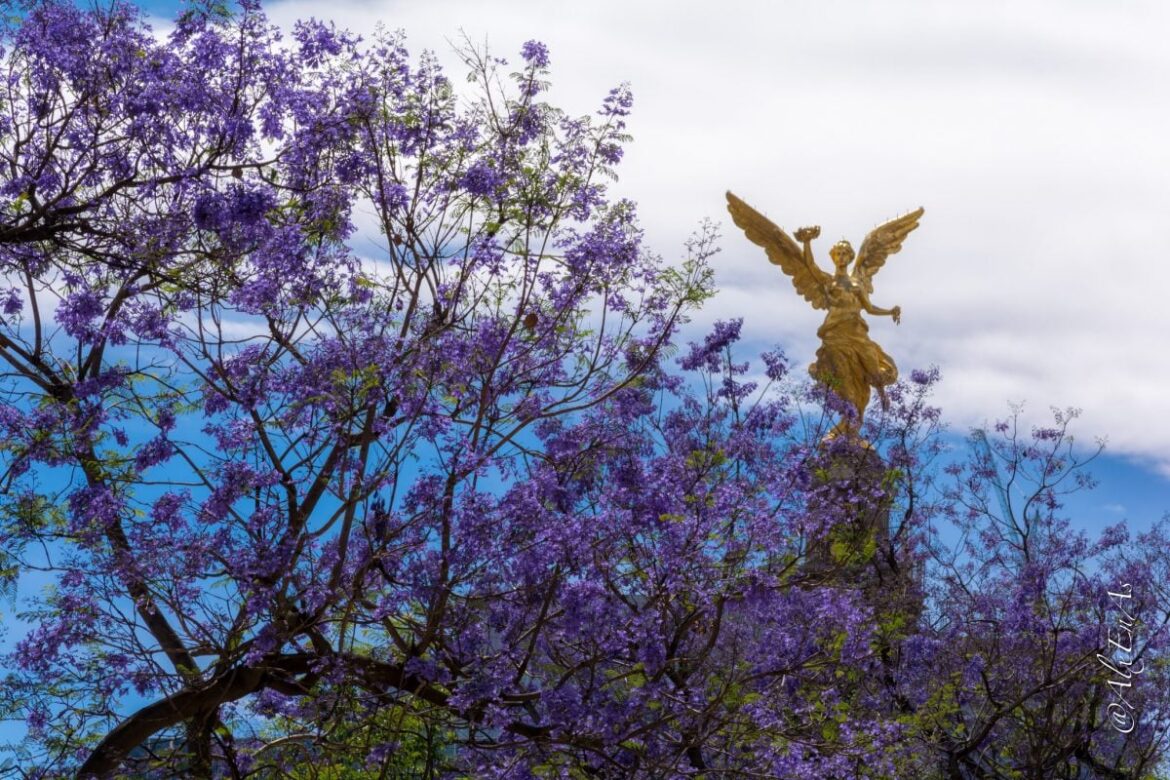 primavera-CDMX-Mexico CDMX