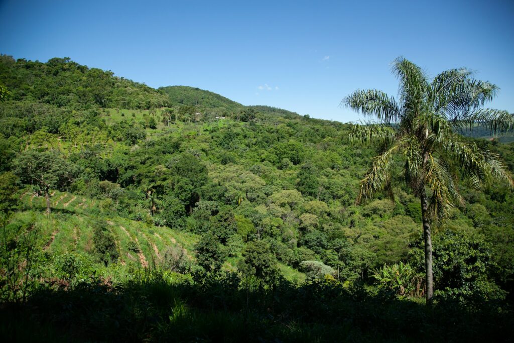 coffee colombia