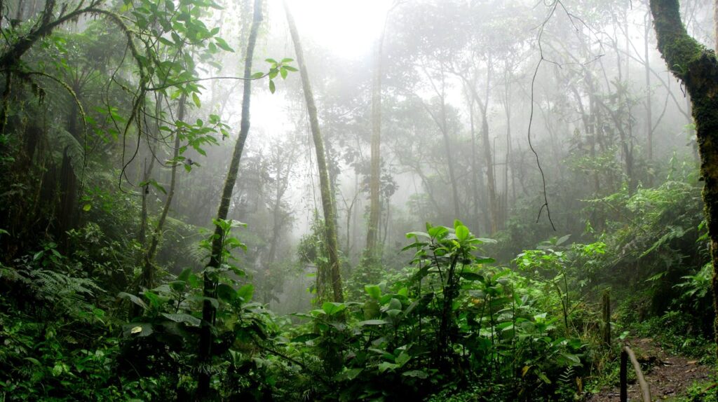 PERUVIAN AMAZON