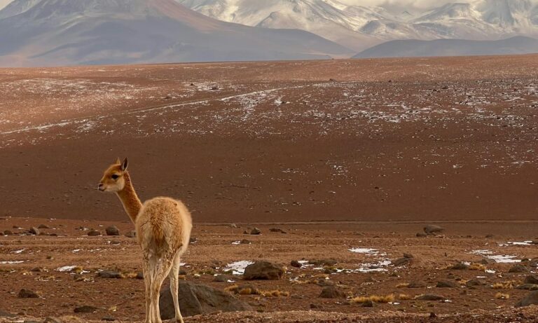 animals- ATACAMA DESERT