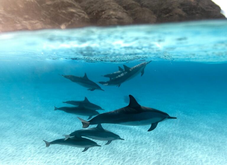 SWIM WITH DOLPHINS
