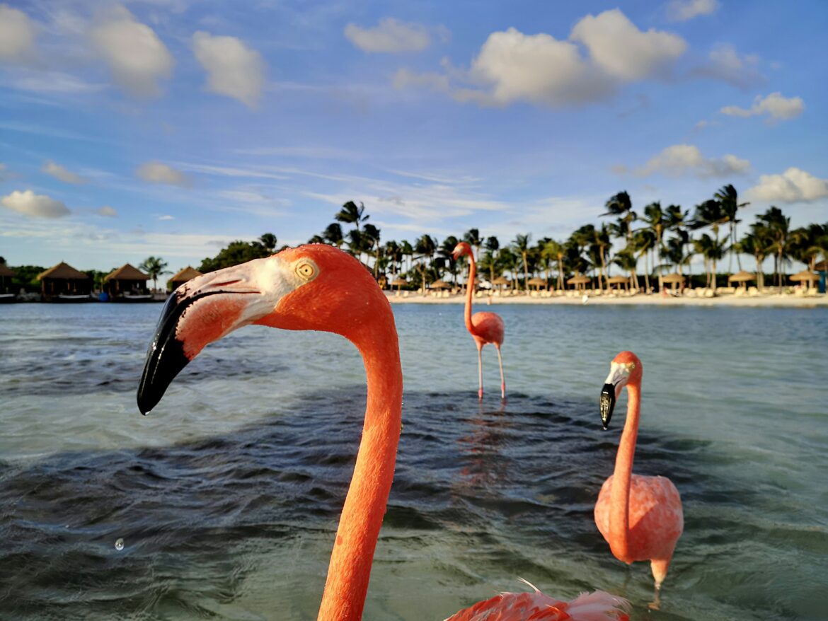 aruba oranjestad