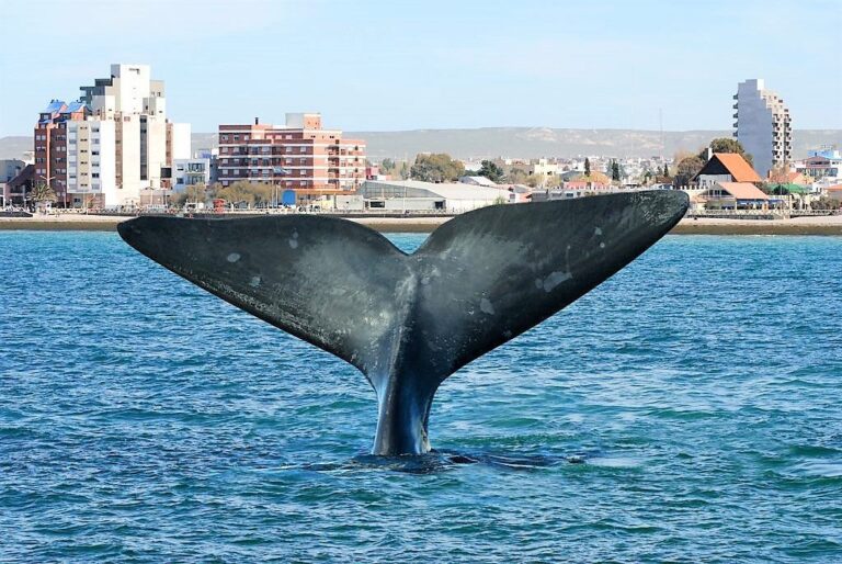 puerto madryn