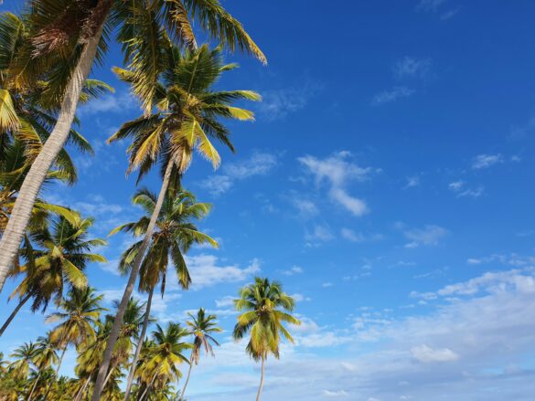 saona island- punta cana