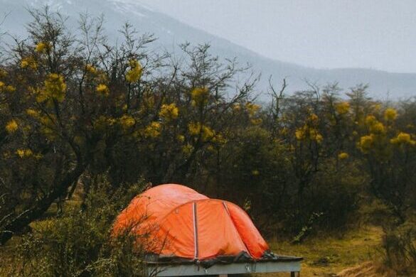 pexels-michel-paz-1256954-2473845-585×752