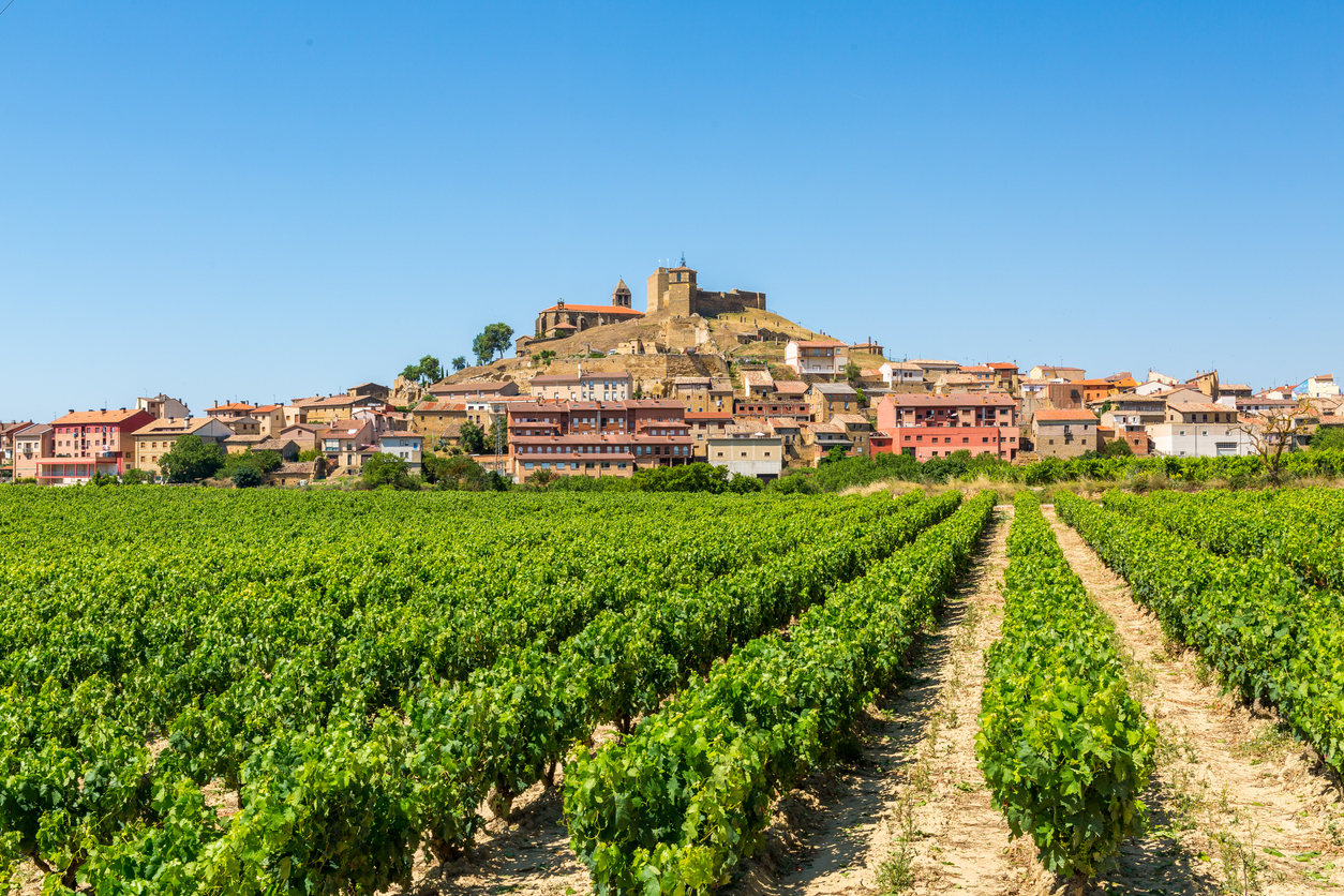 grapevine fields of la rioja, Spain