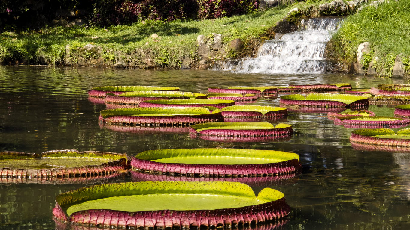 THE BOTANICAL GARDEN AND THE RODRIGO DE FREITAS LAGOON