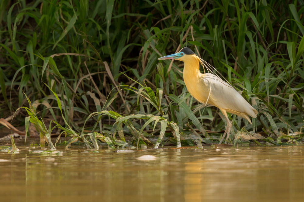 pantanal brasileiro