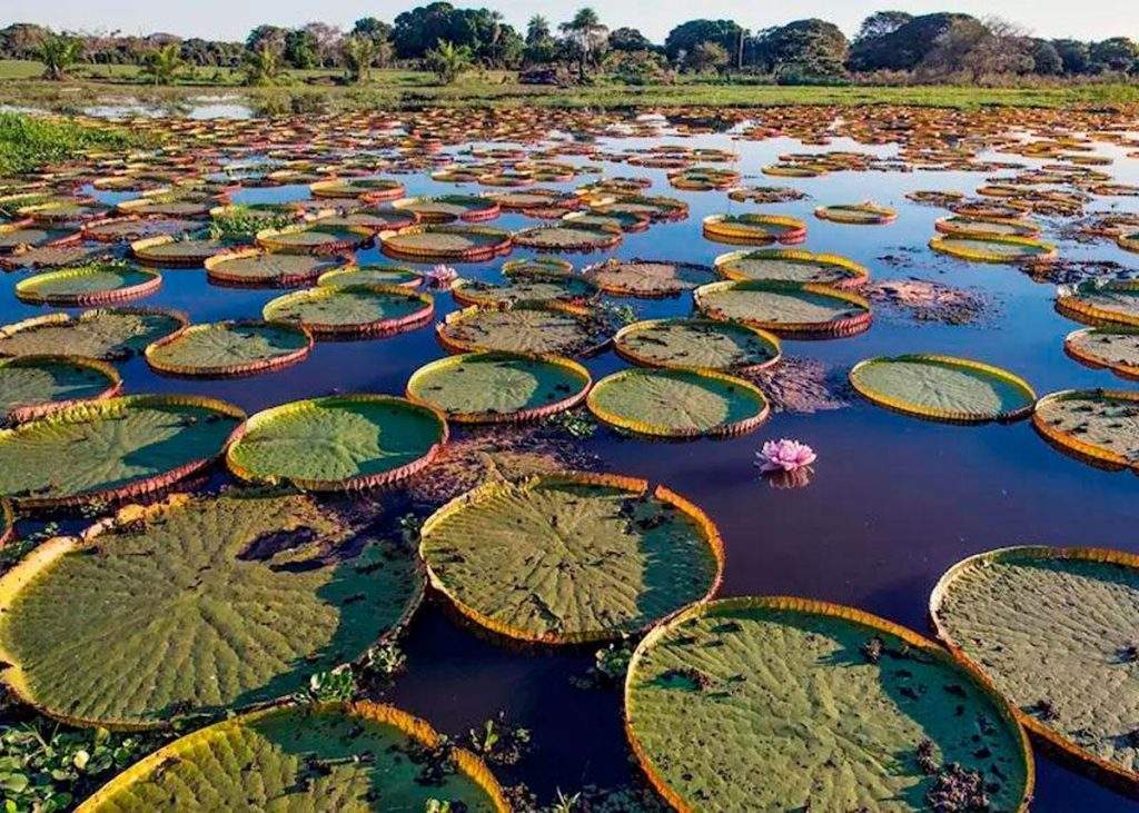 Global National Parks- pantanal brasil