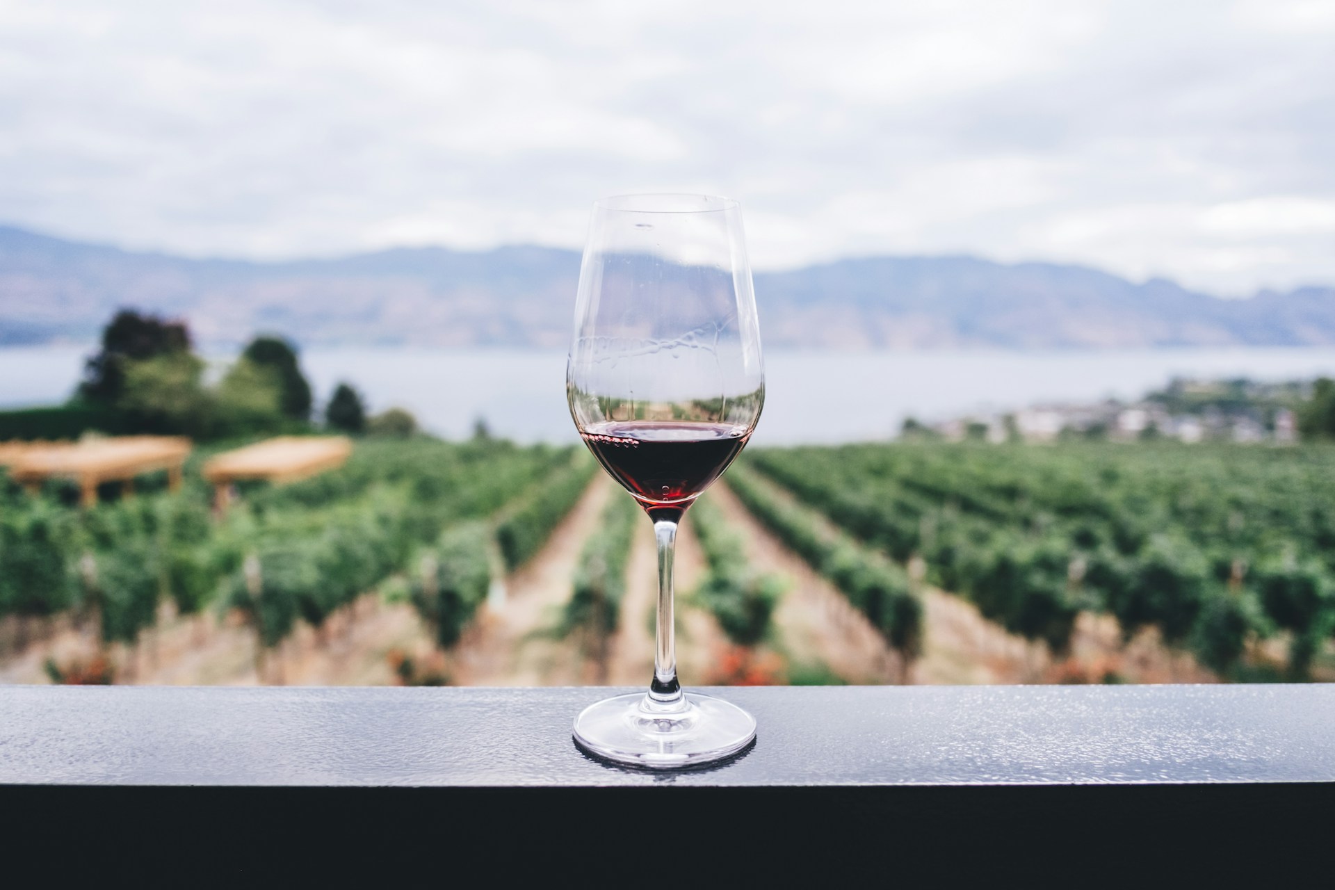 vinofest argentina