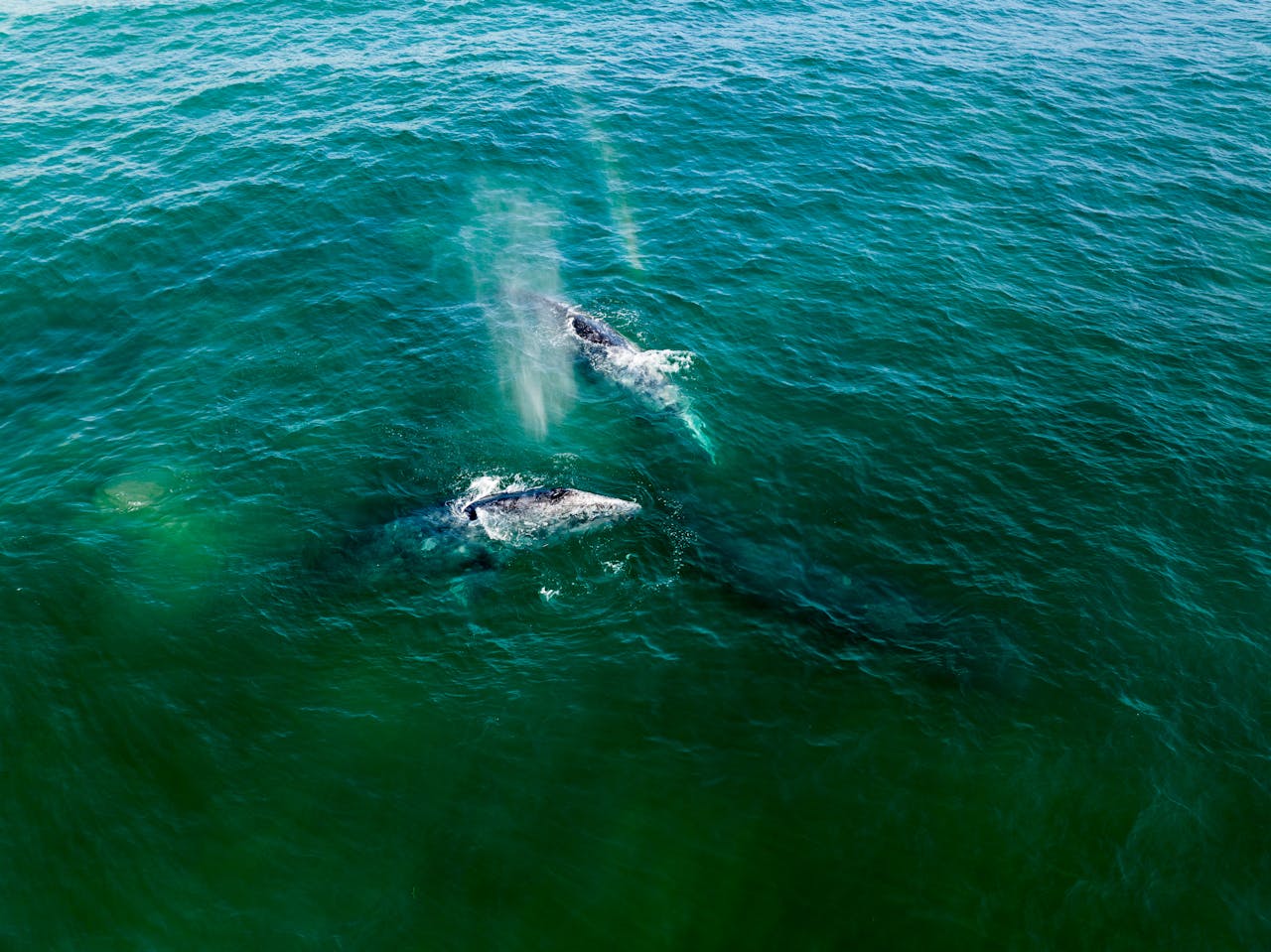 los cabos ballenas