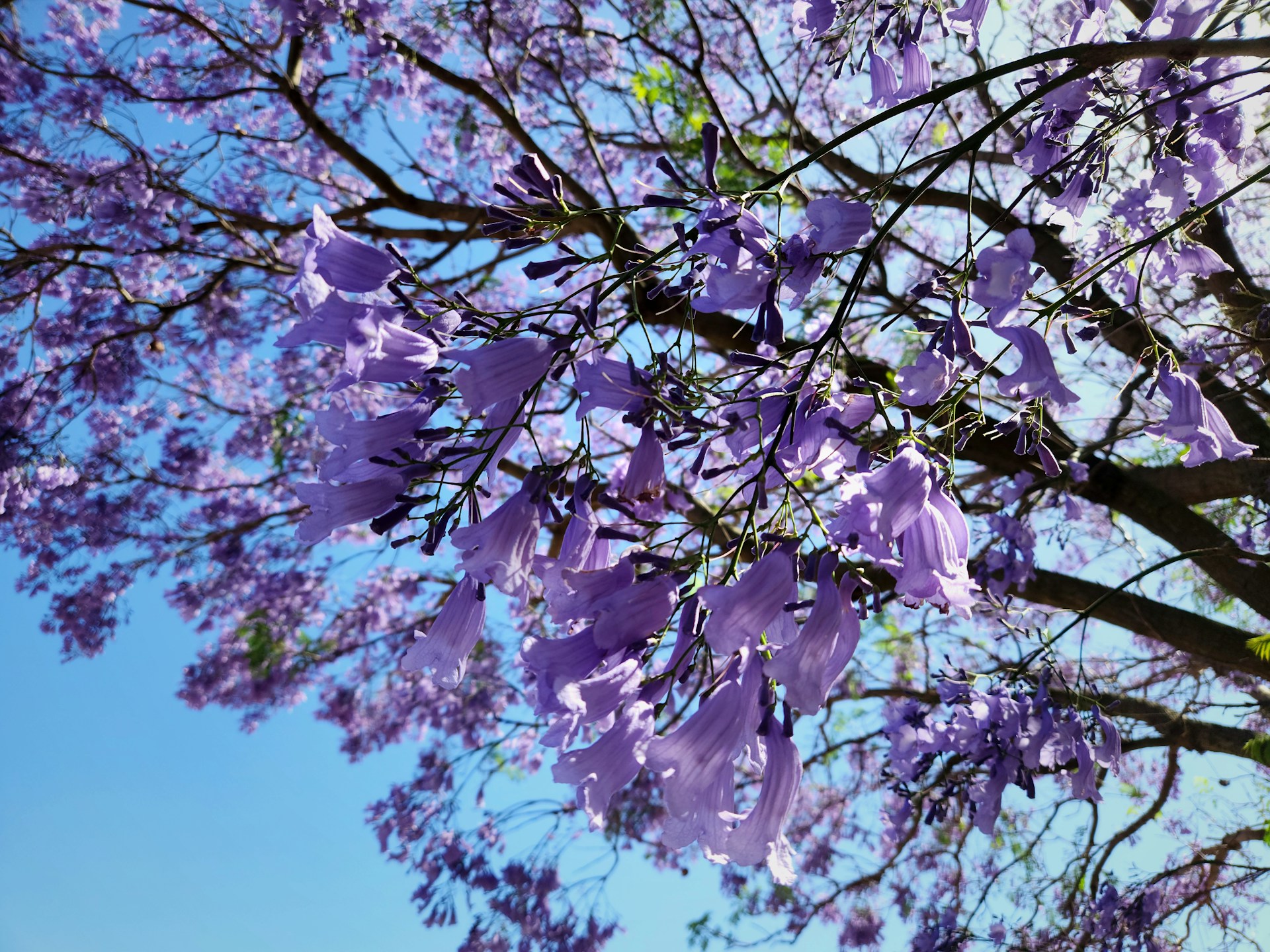 jacarandás