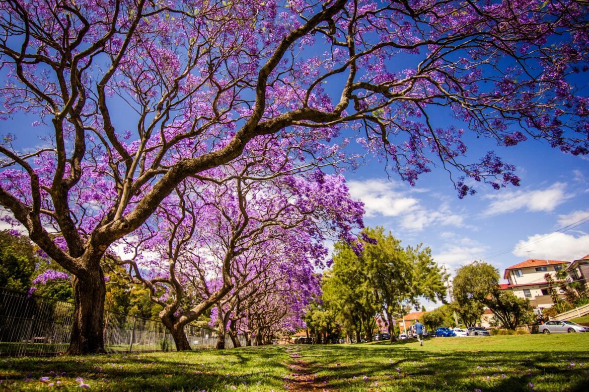 jacarandás primavera argentina