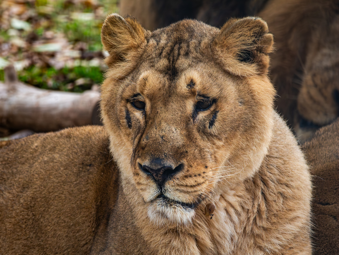 safari