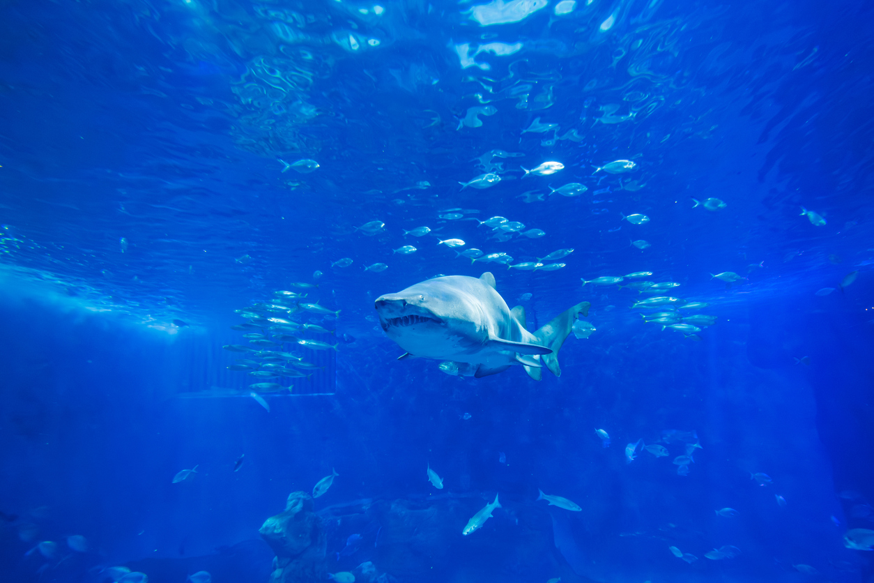 aquarium
