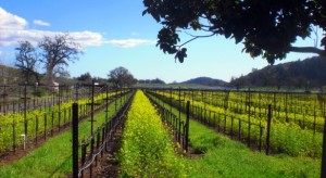 Pahrump Valley Winery: um oásis de vinho no deserto
