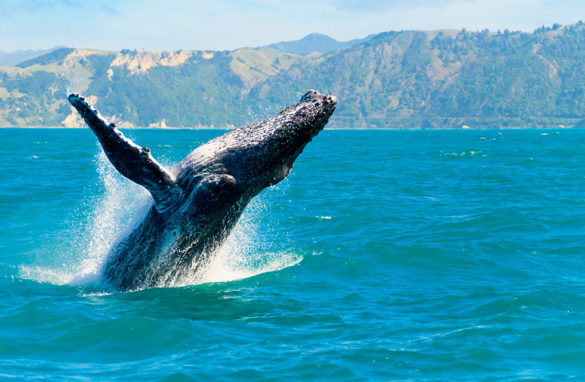 ballenas