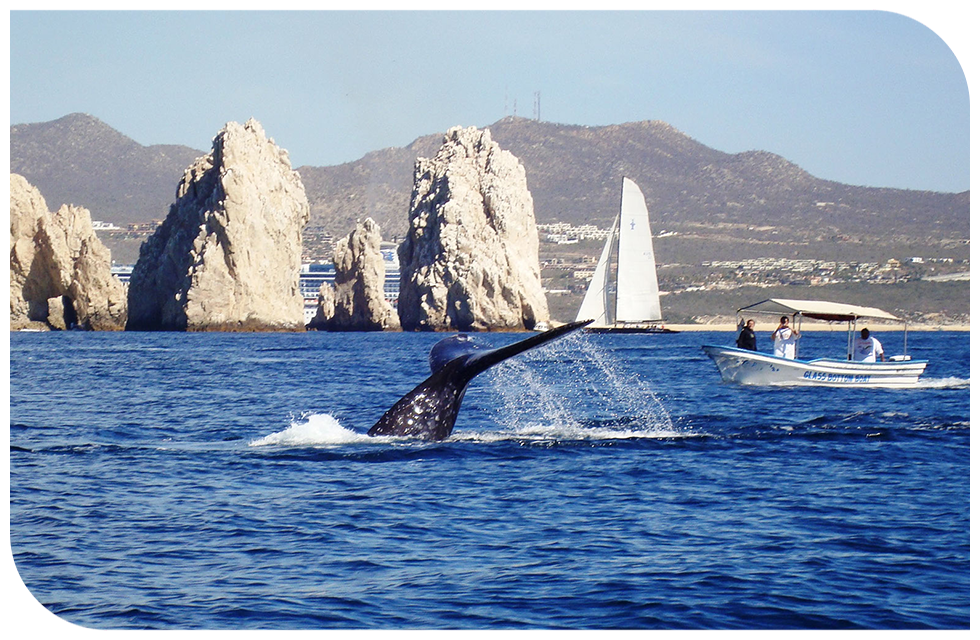 Whale watching | Foto vía agozar.com.mx