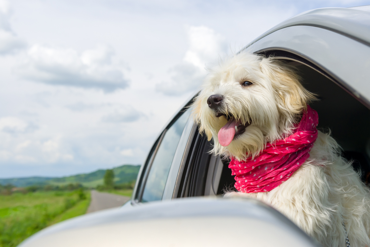 Viaja con tu perro en carretera
