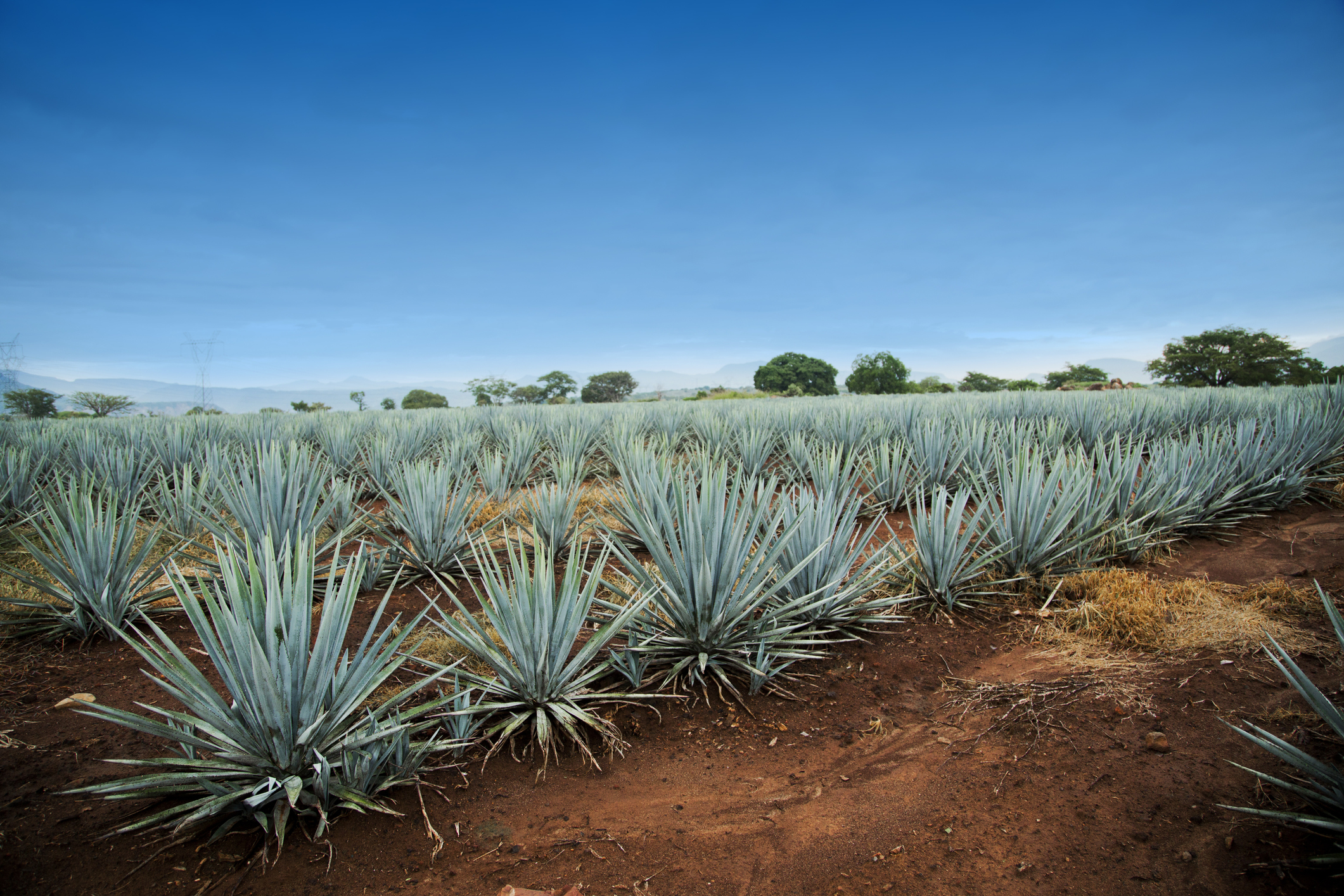 la ruta del tequila en México
