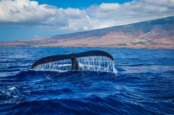 Avistamiento de ballenas en Puerto Vallarta