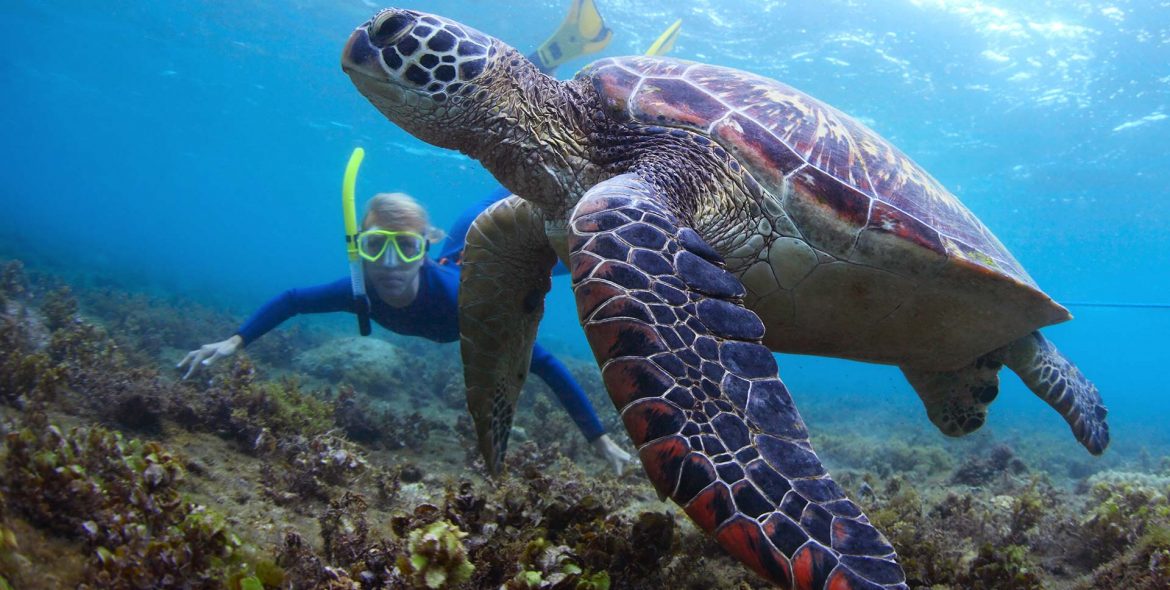 Buceo con tortugas Buceo con tortugas