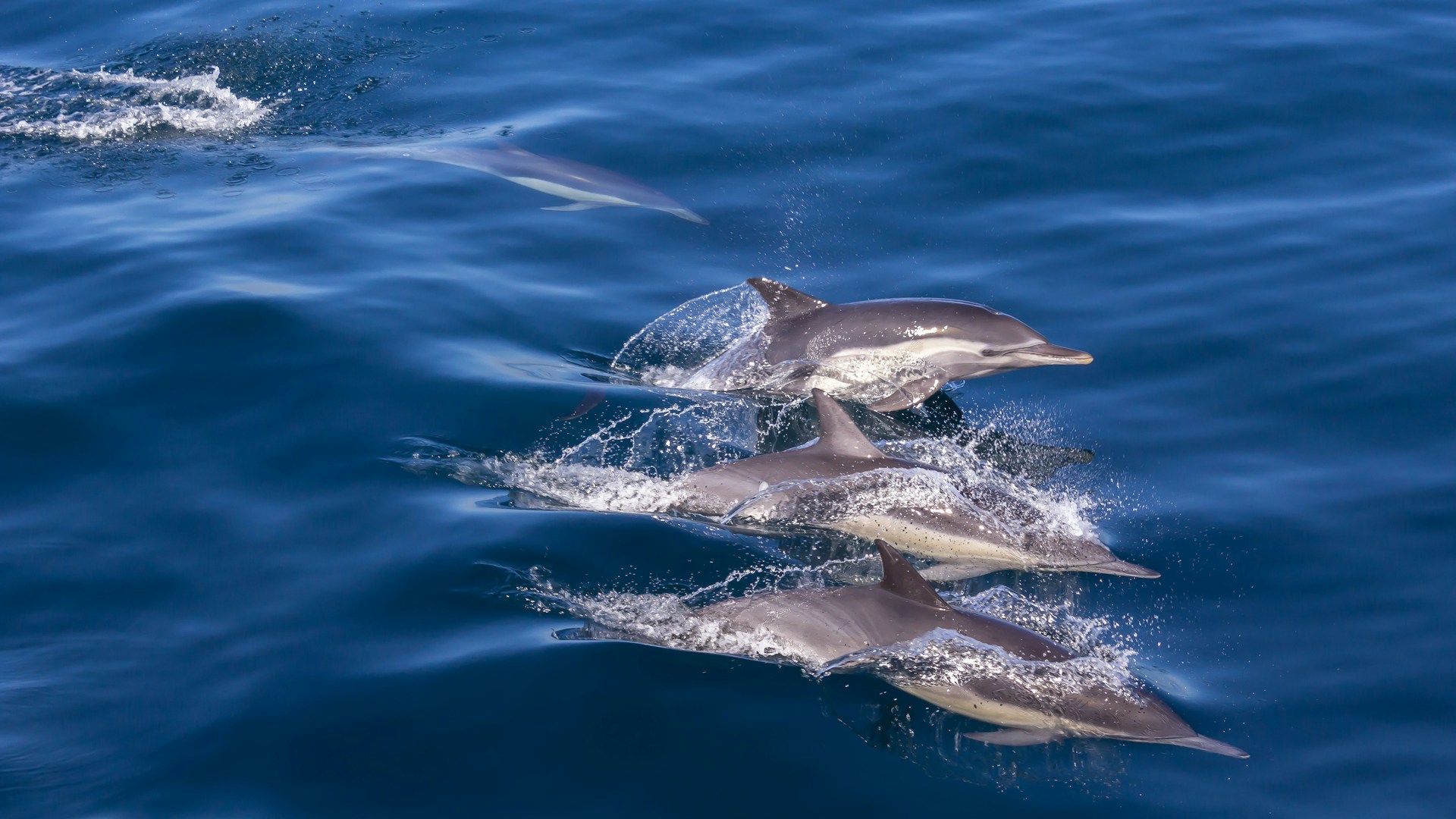 delfines en el mar