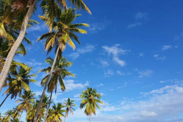 isla saona-punta cana