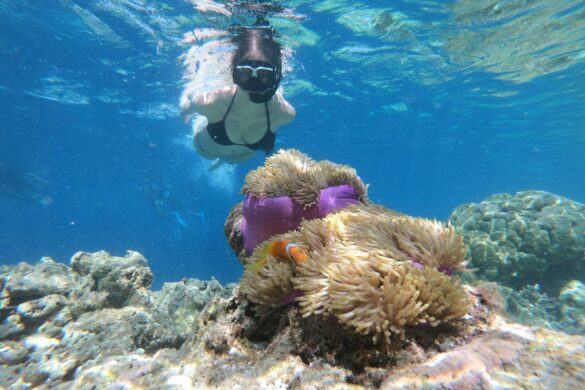 snorkel los cabos