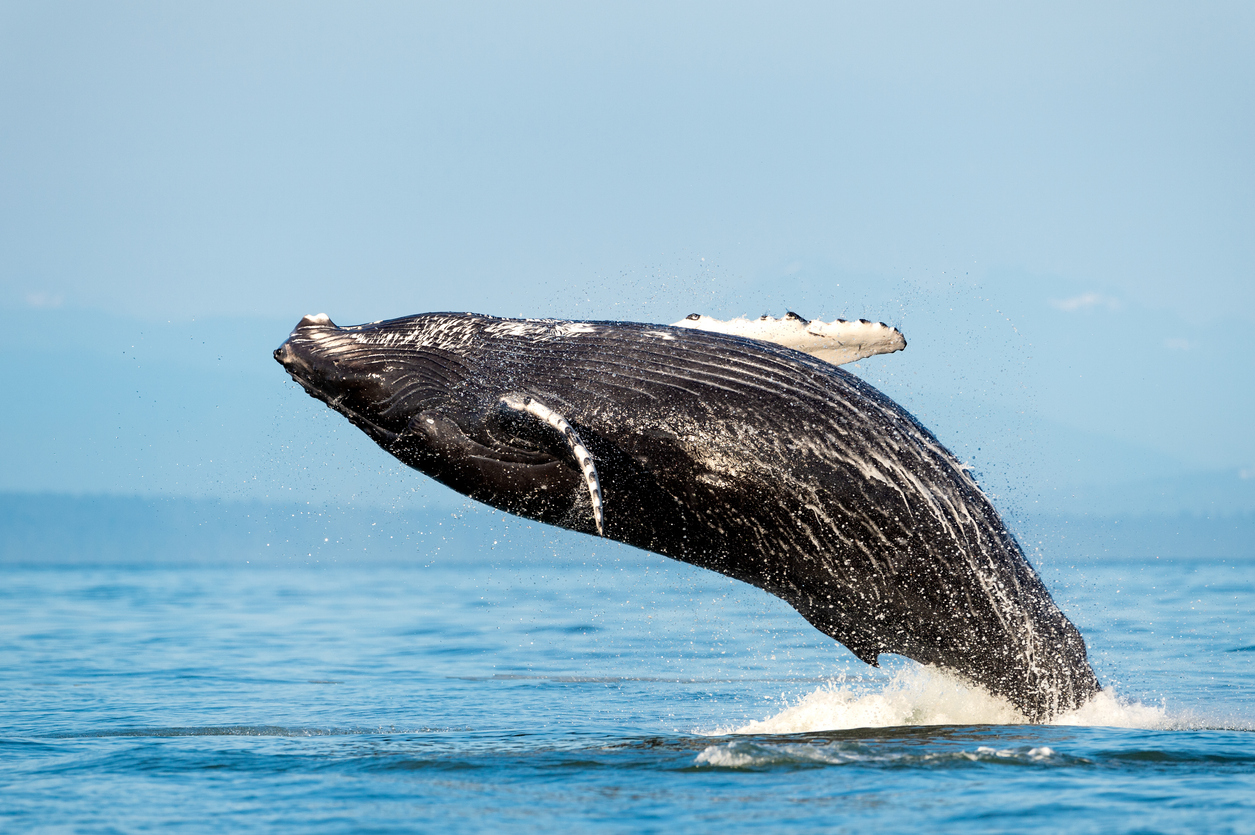 ballenas
